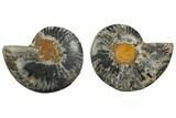 Cut/Polished Ammonite Fossil - Unusual Black Color #132624-1